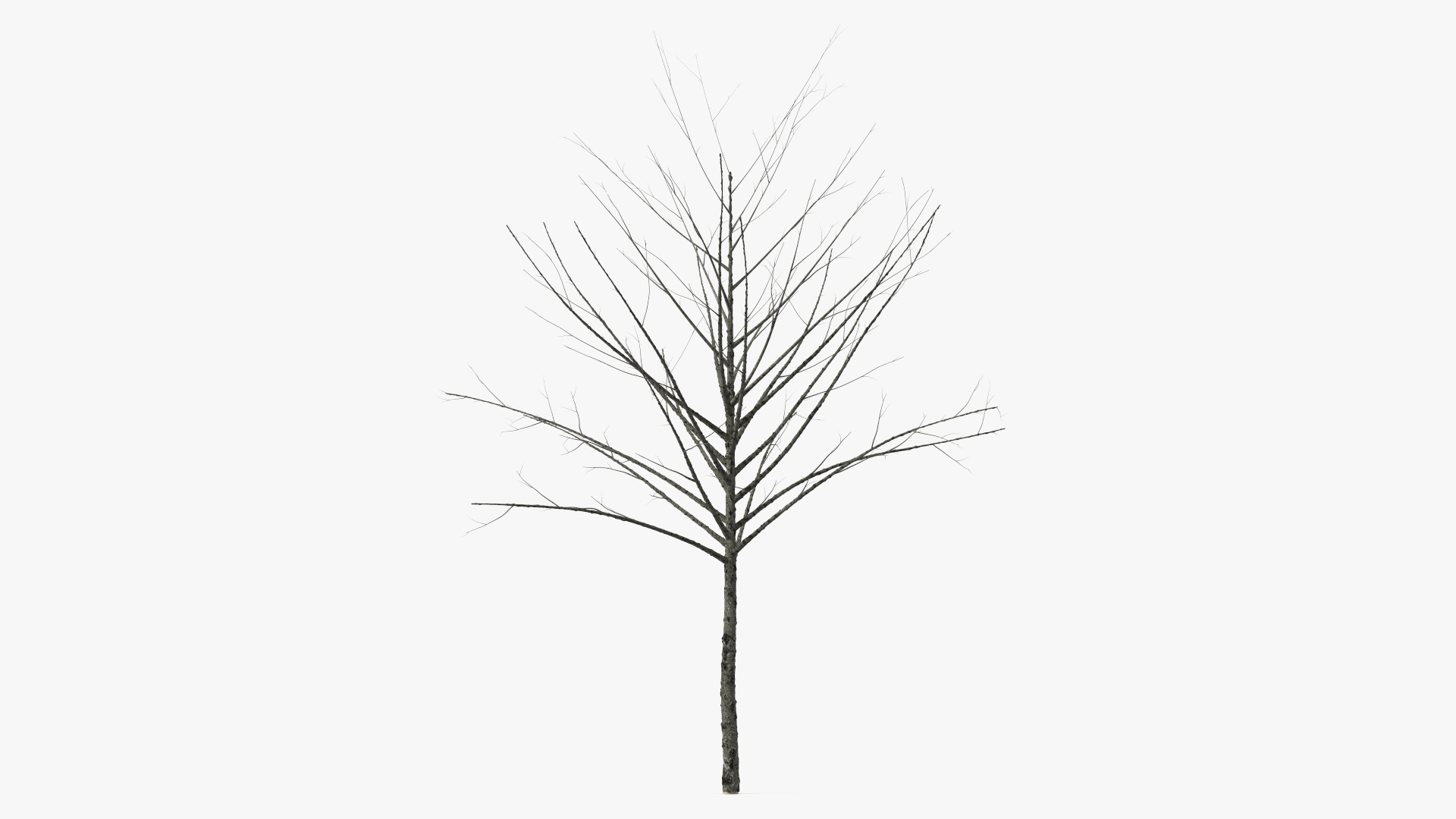 3D Bare Winter Tree