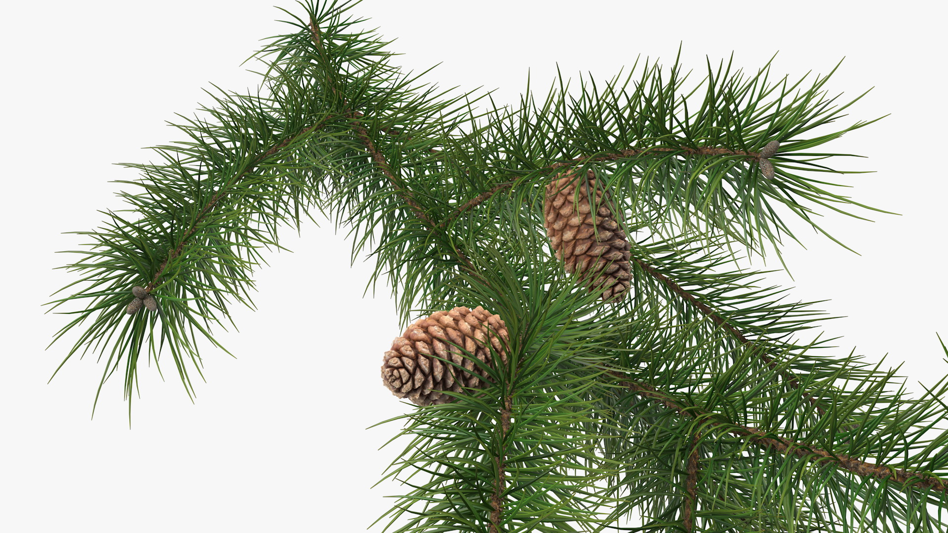 Pine Branch with Cones 3D