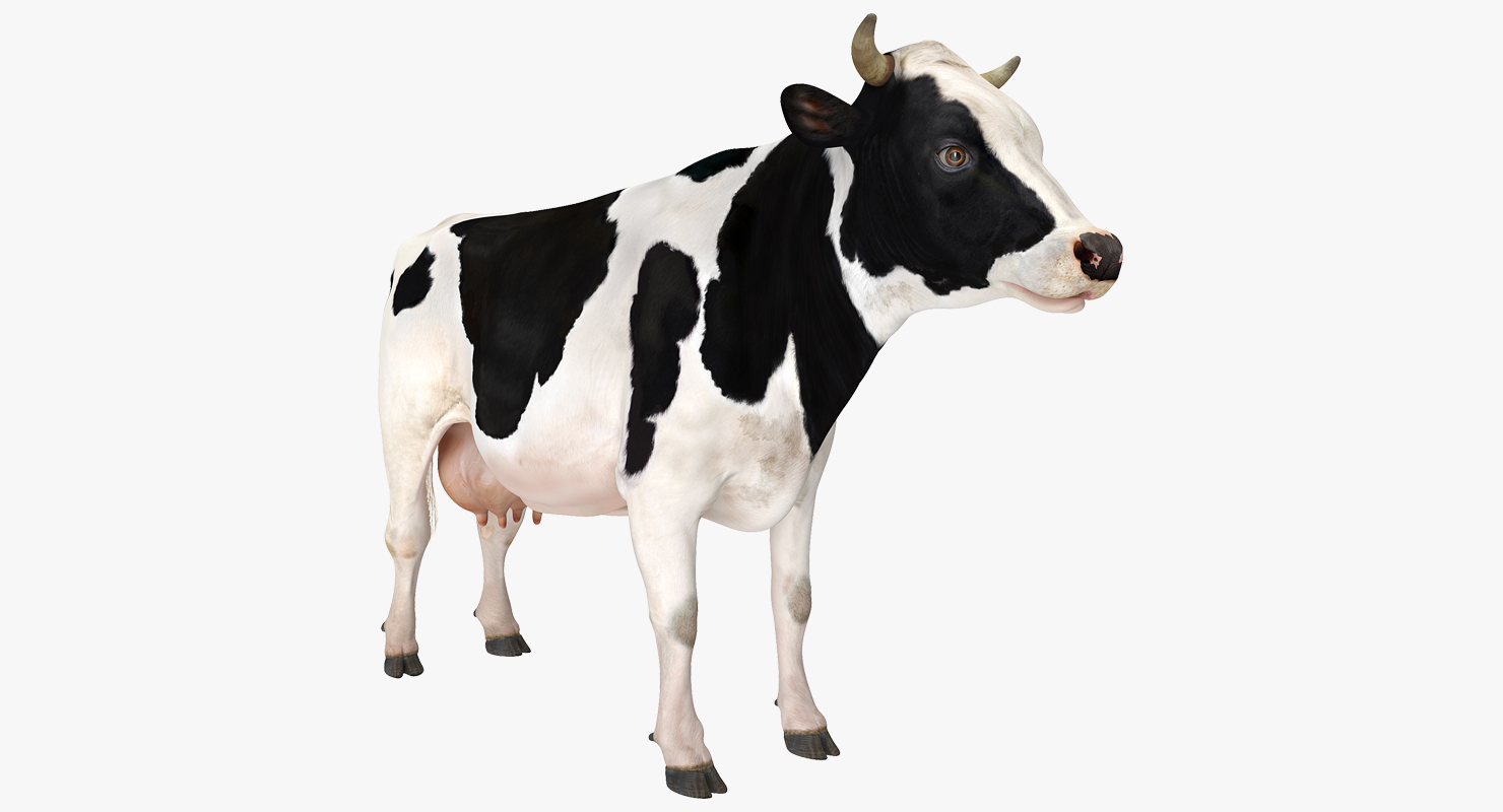 Dairy Cow 3D model