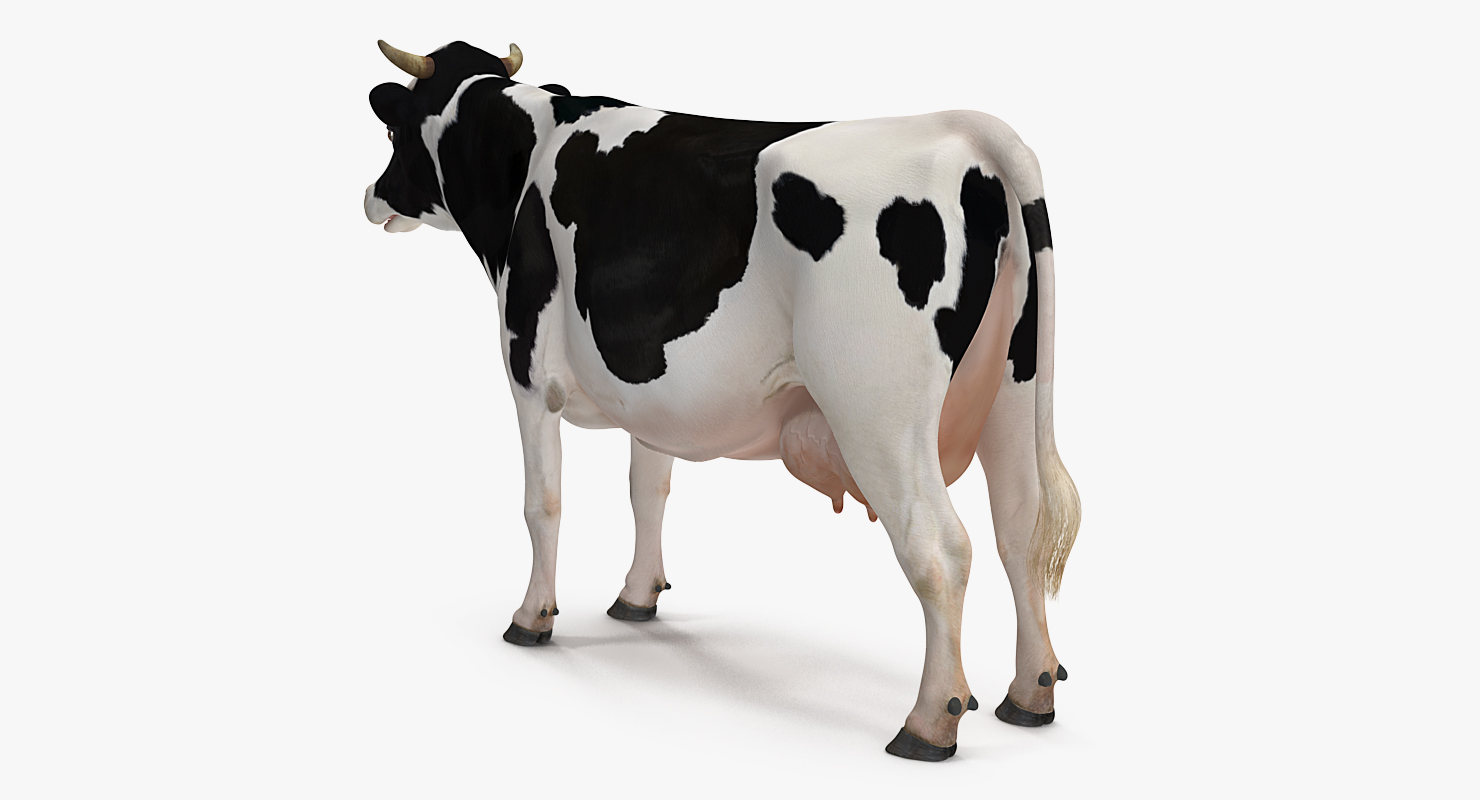 Dairy Cow 3D model