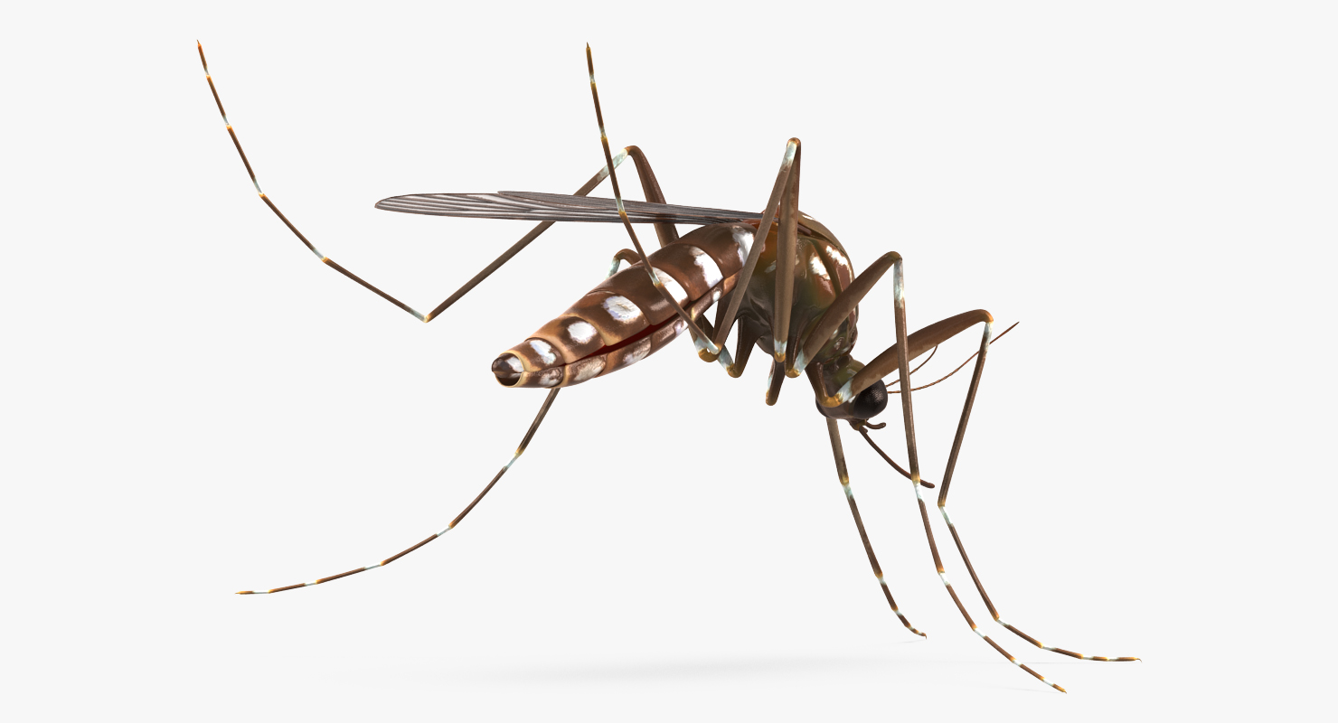 3D model Mosquito Pose 3