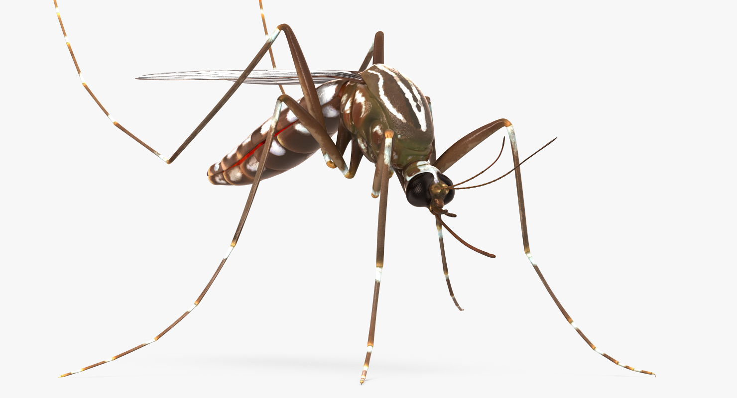 3D model Mosquito Pose 3