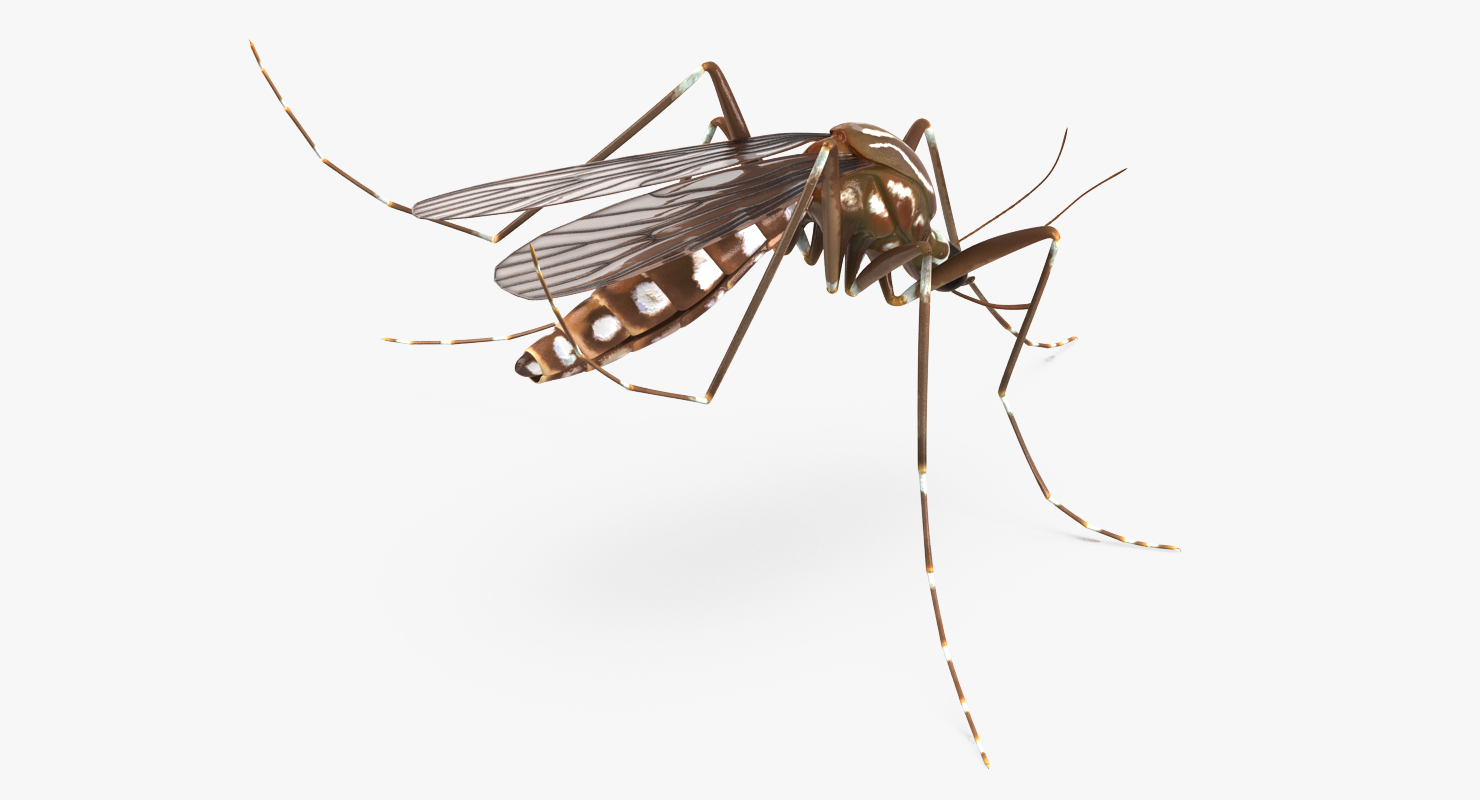 3D model Mosquito Pose 3