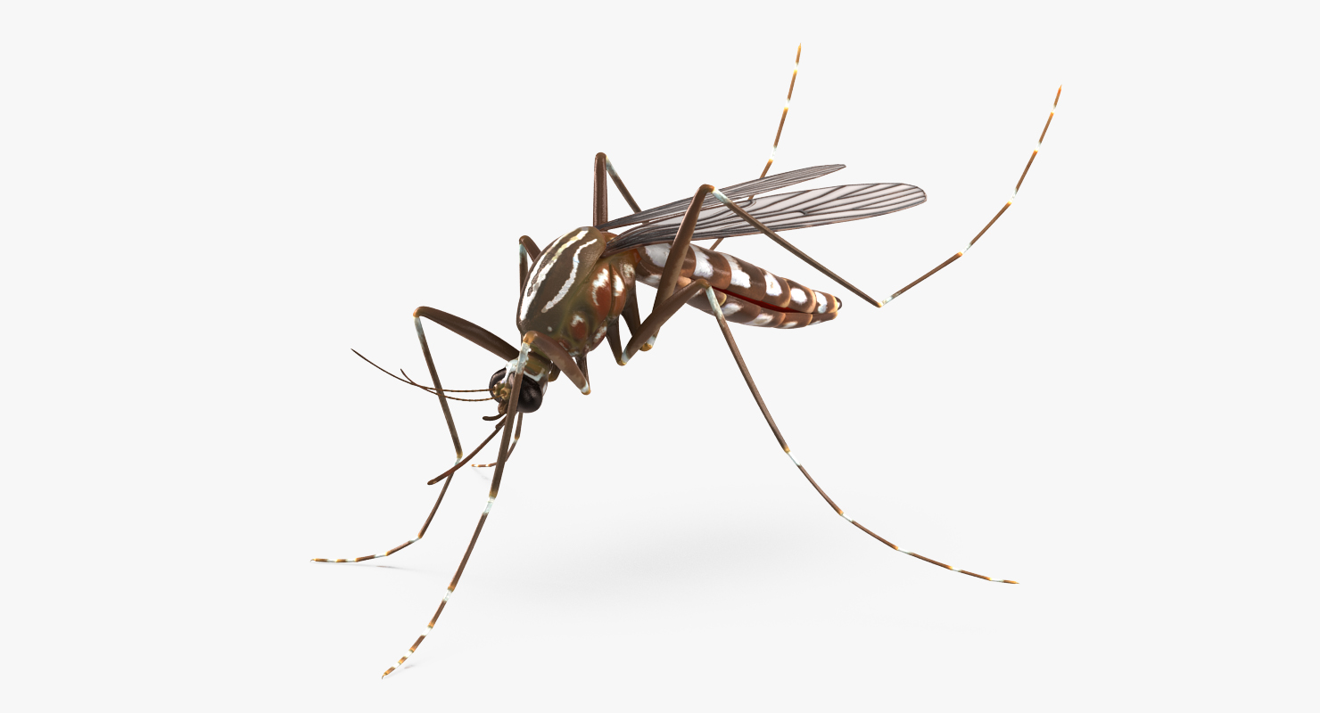 3D model Mosquito Pose 3