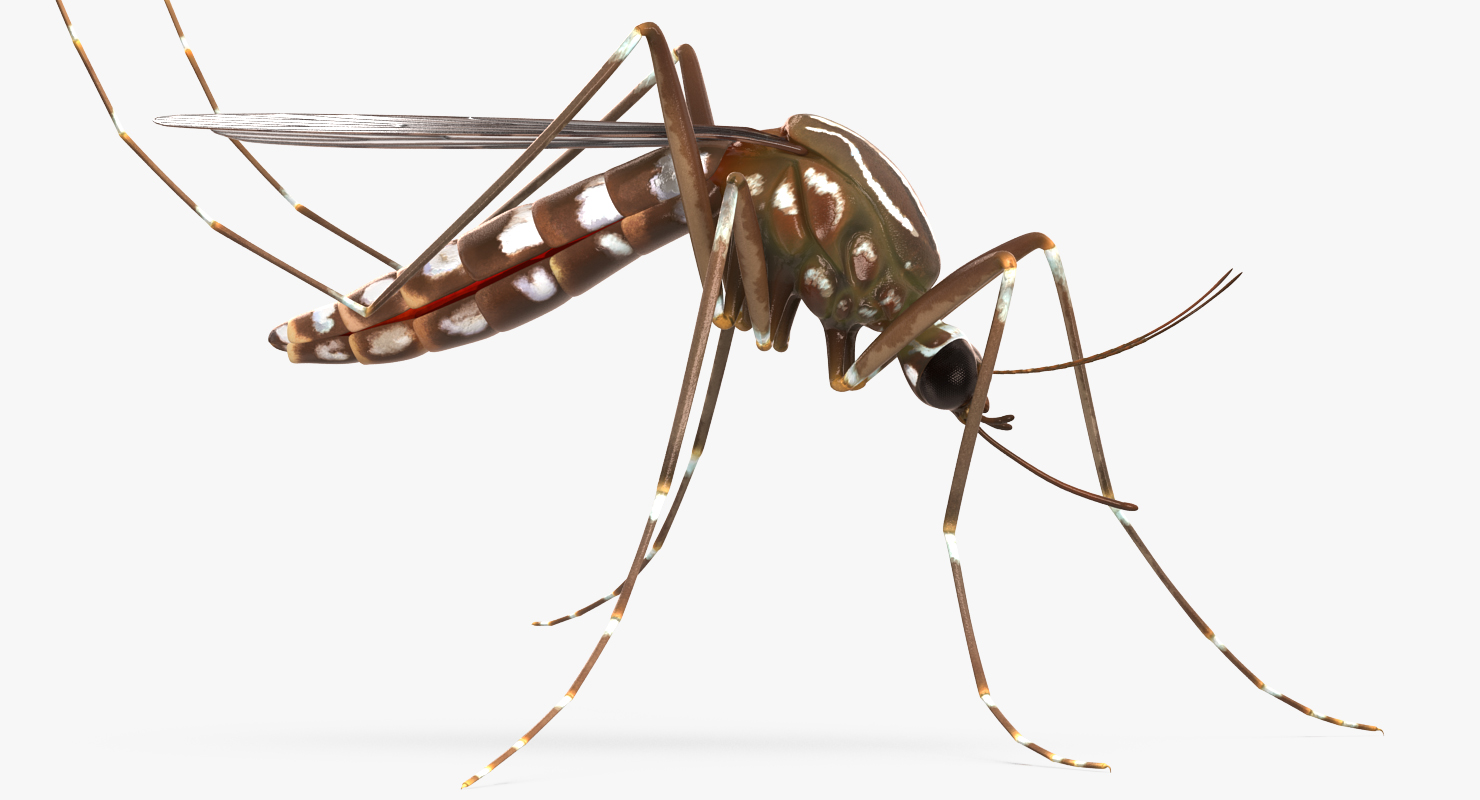 3D model Mosquito Pose 3