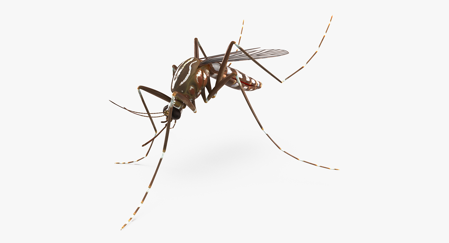 3D model Mosquito Pose 3