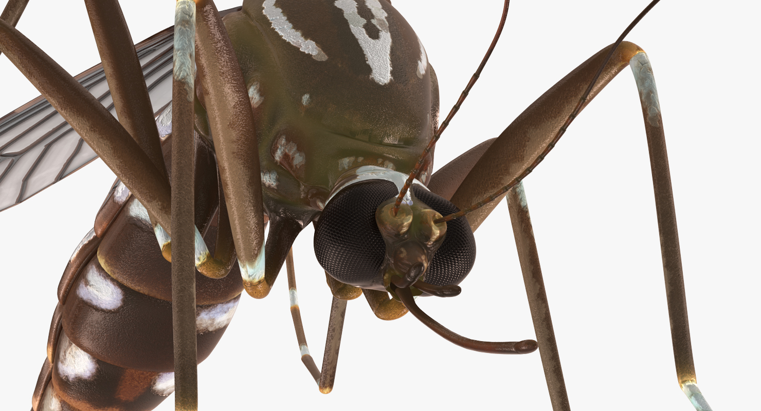 3D model Mosquito Pose 3