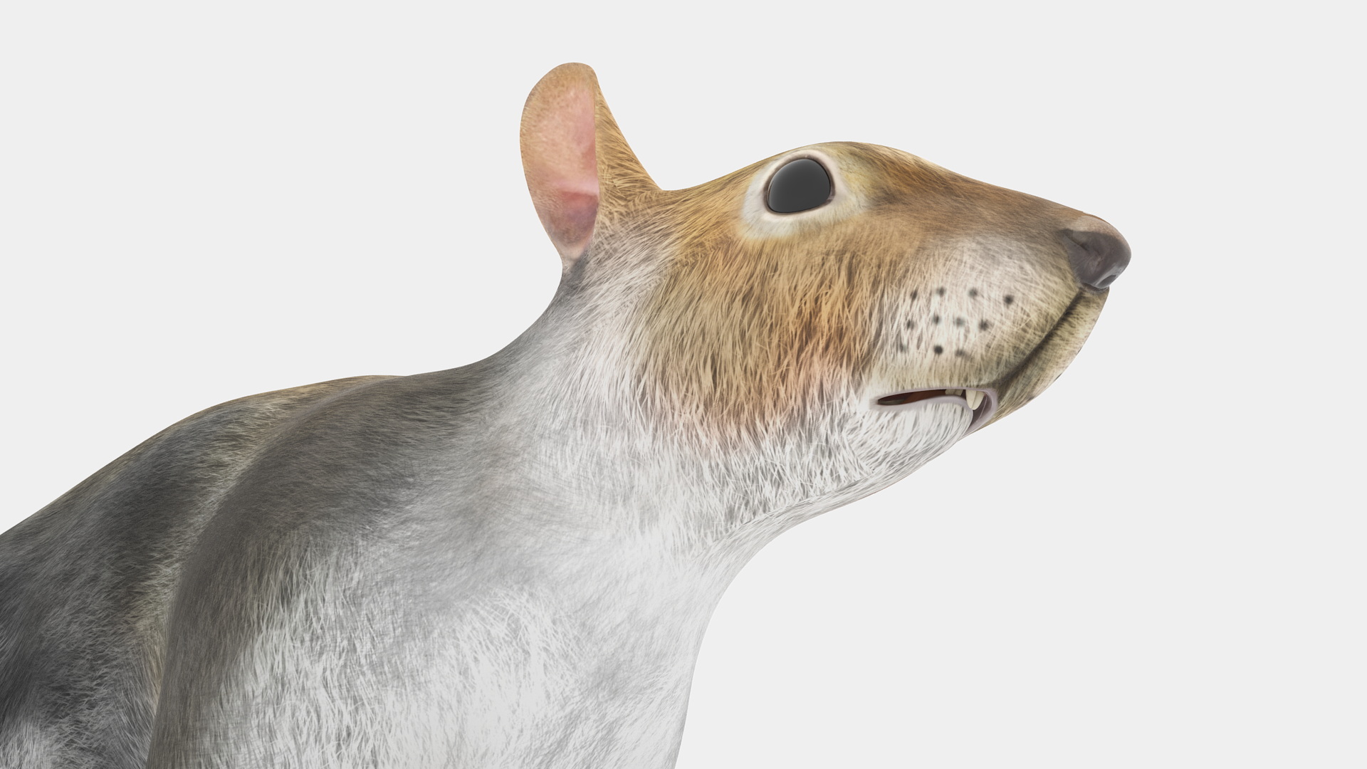 3D Gray Squirrel model