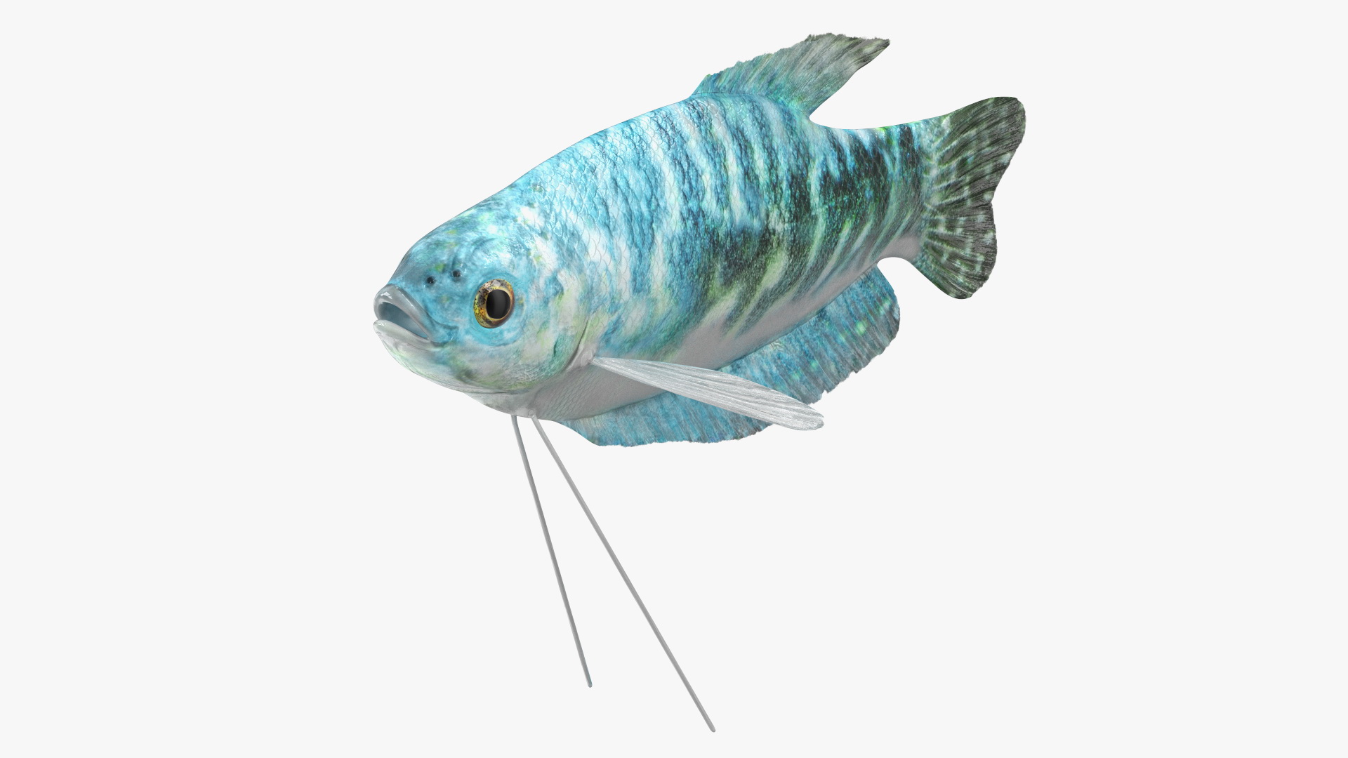 3D model Marbled Gourami Fish