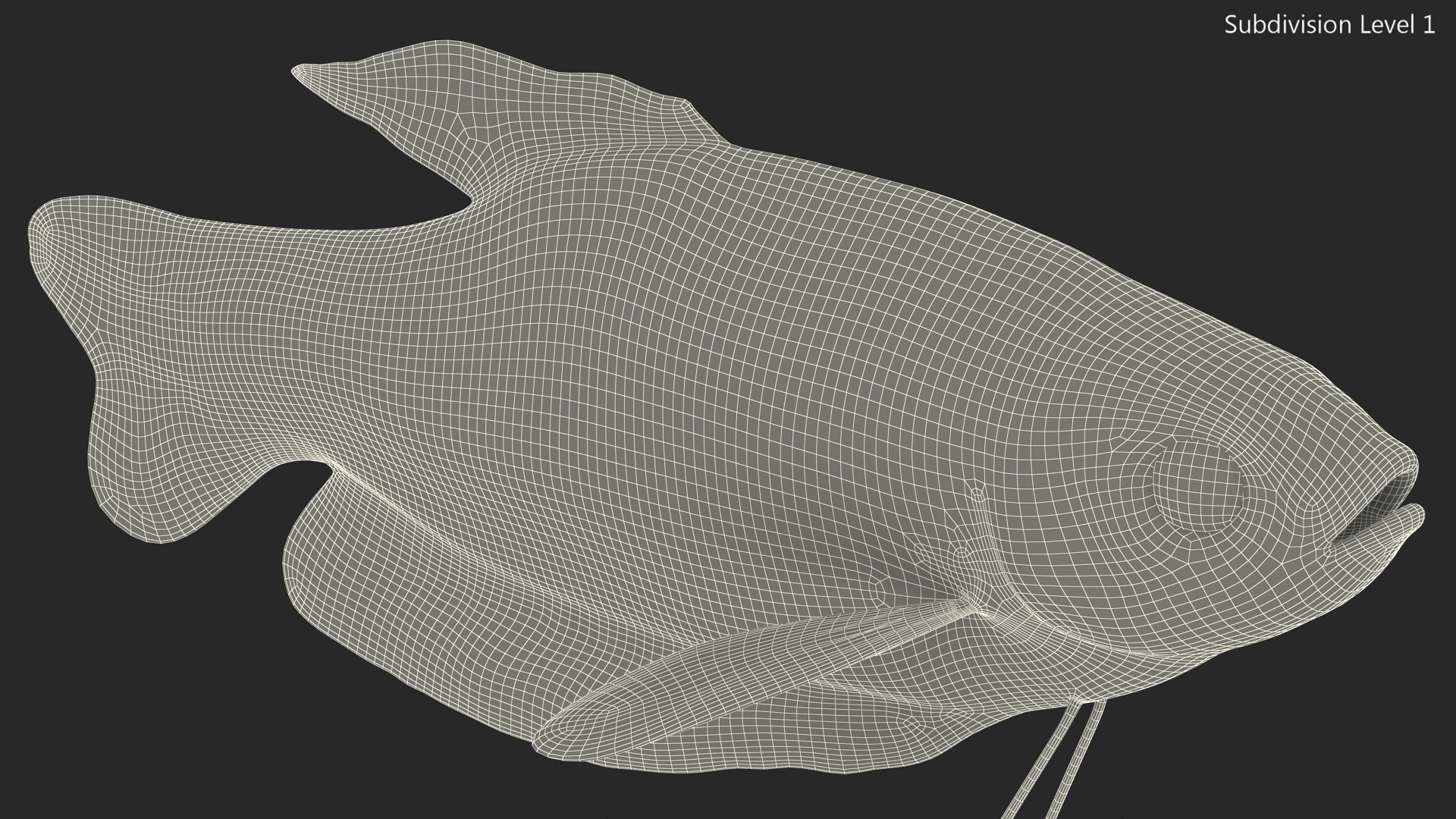 3D model Marbled Gourami Fish