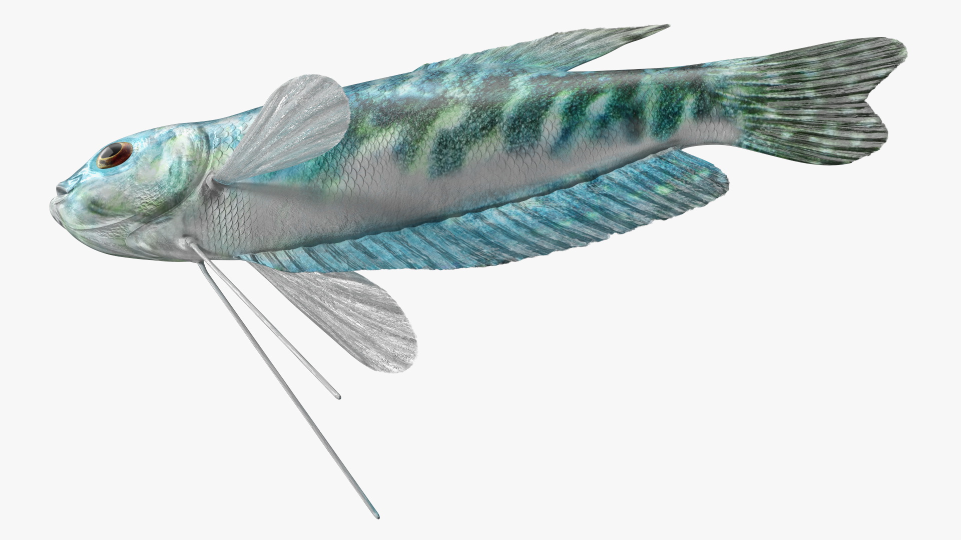 3D model Marbled Gourami Fish