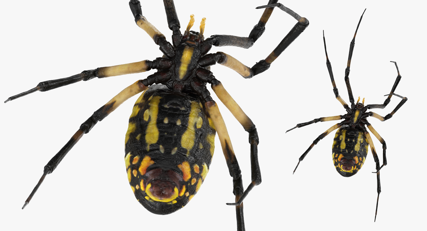 3D model McKinley Spider