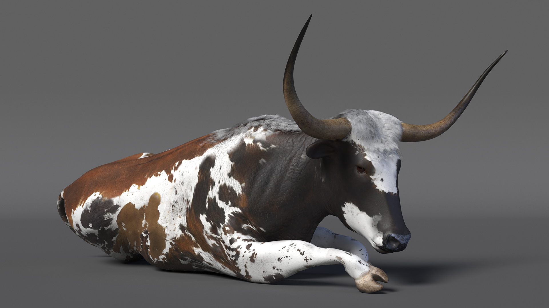 3D Lying Longhorn Bull Mottled Brown model