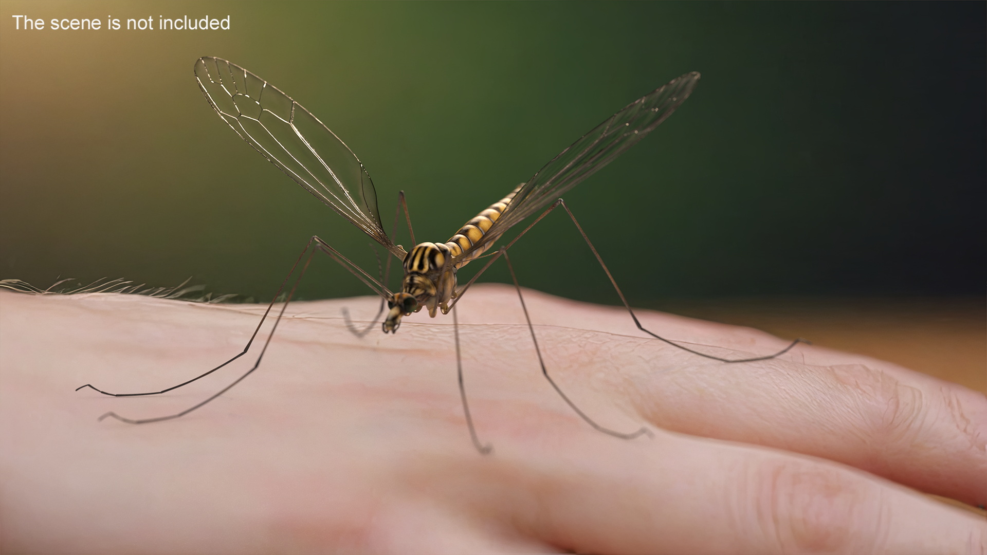 3D Crane Fly Gallinipper Mosquito Rigged for Maya