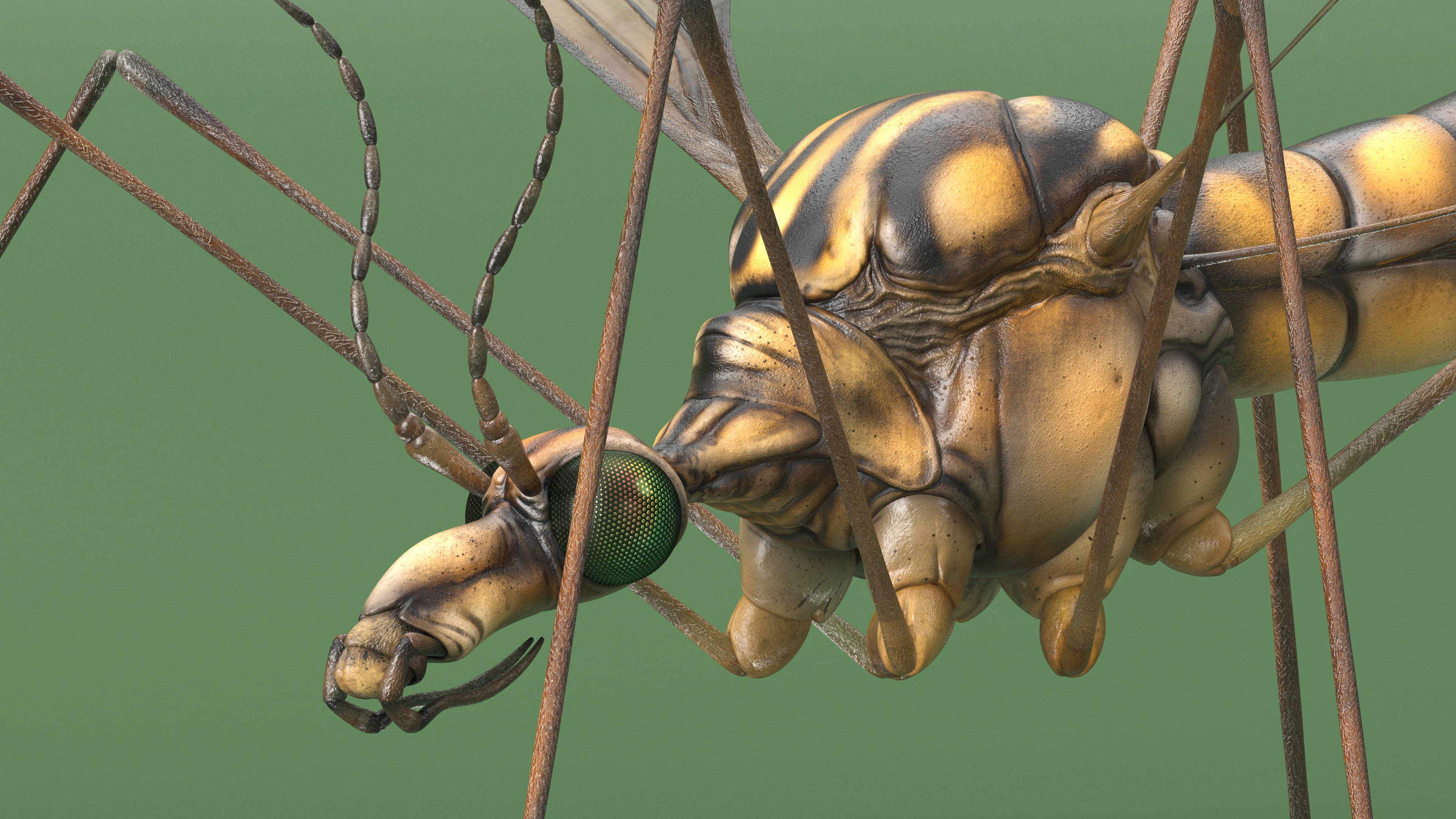 3D Crane Fly Gallinipper Mosquito Rigged for Maya