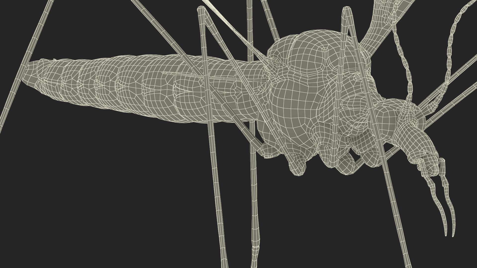 3D Crane Fly Gallinipper Mosquito Rigged for Maya