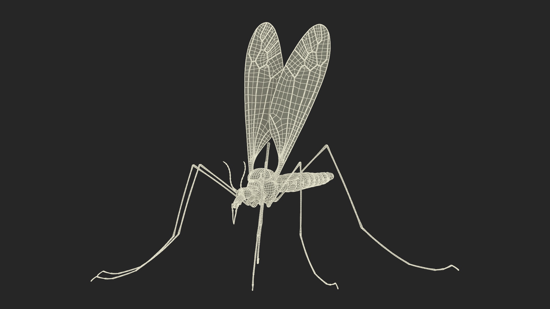 3D Crane Fly Gallinipper Mosquito Rigged for Maya