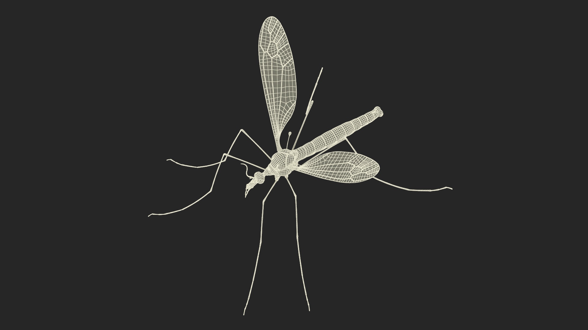 3D Crane Fly Gallinipper Mosquito Rigged for Maya