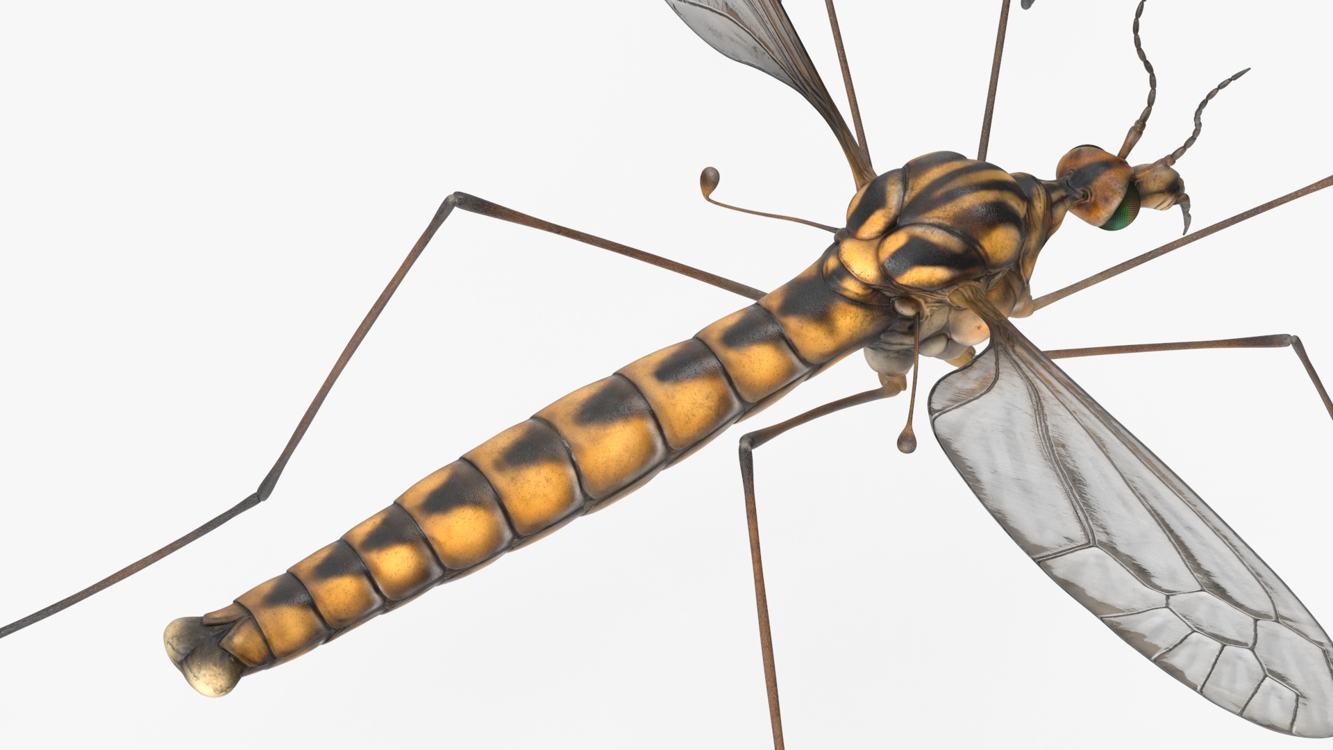 3D Crane Fly Gallinipper Mosquito Rigged for Maya