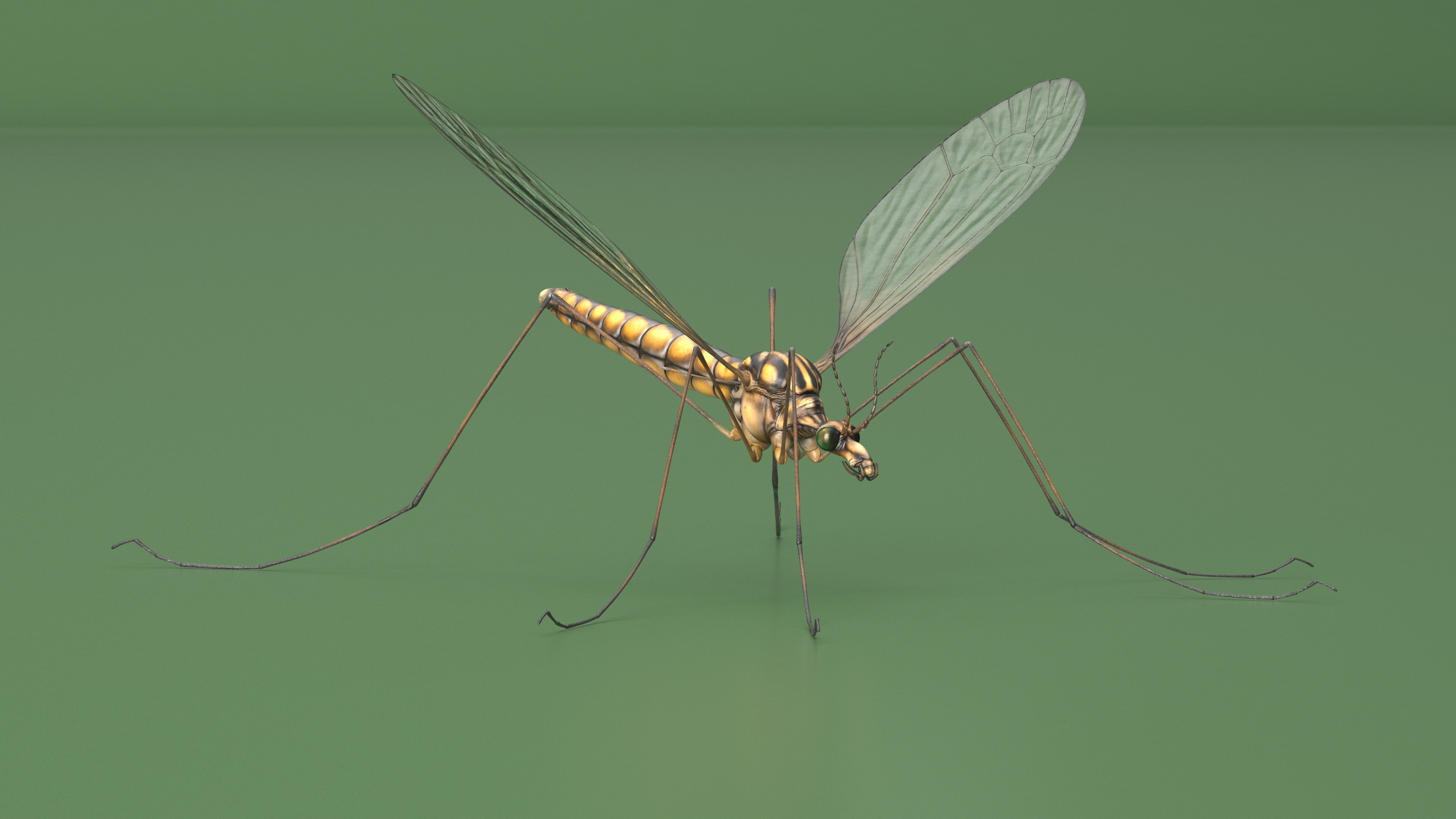 3D Crane Fly Gallinipper Mosquito Rigged for Maya