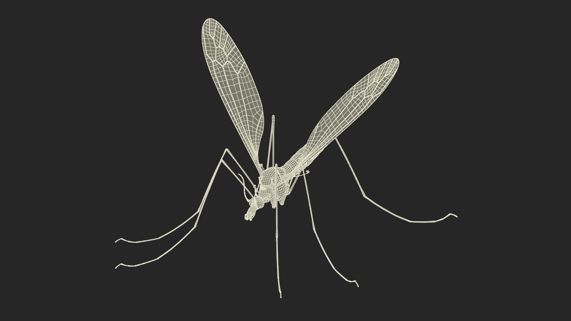 3D Crane Fly Gallinipper Mosquito Rigged for Maya