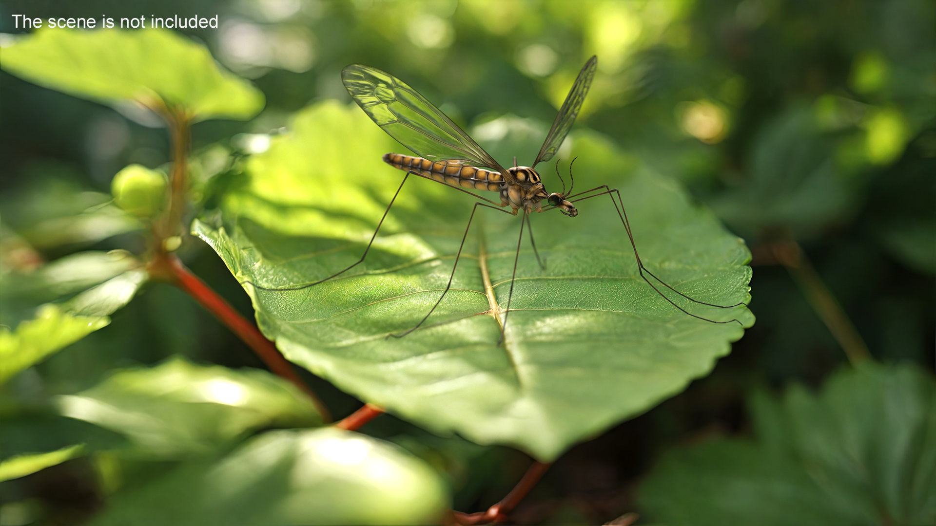 3D Crane Fly Gallinipper Mosquito Rigged for Maya