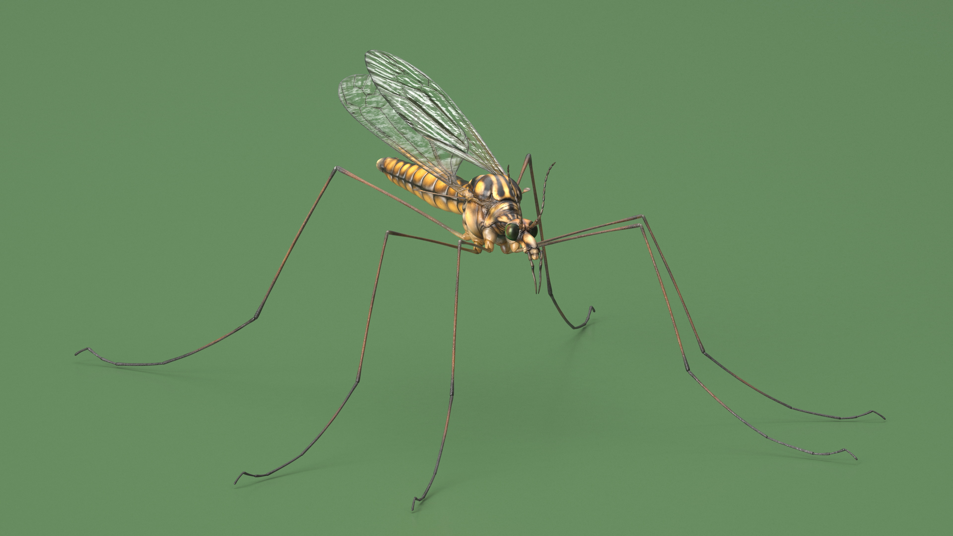 3D Crane Fly Gallinipper Mosquito Rigged for Maya