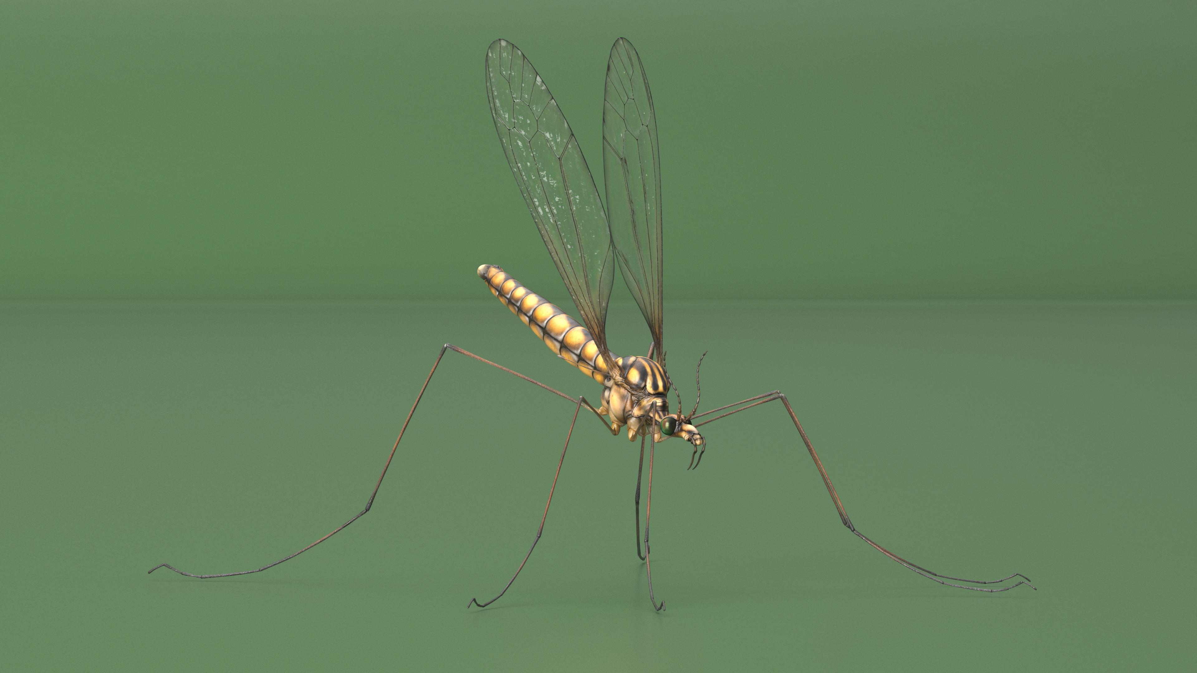 3D Crane Fly Gallinipper Mosquito Rigged for Maya