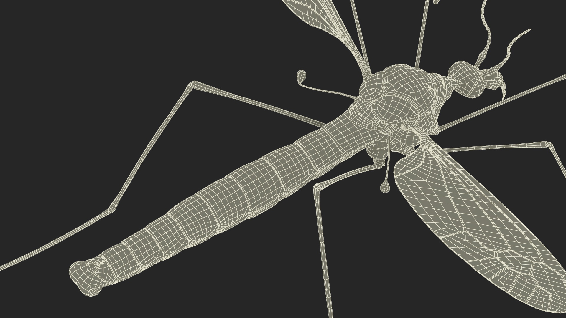 3D Crane Fly Gallinipper Mosquito Rigged for Maya