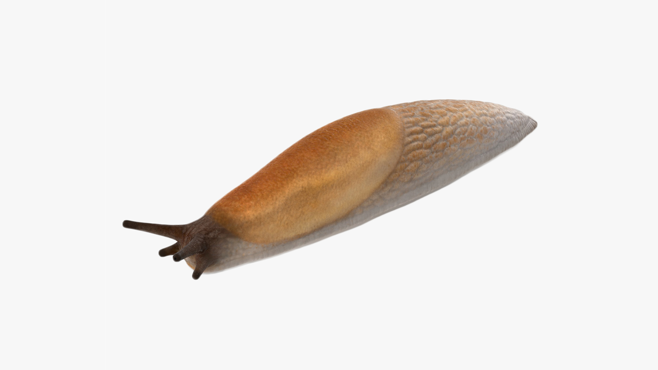 3D Spanish Slug Rigged for Modo model