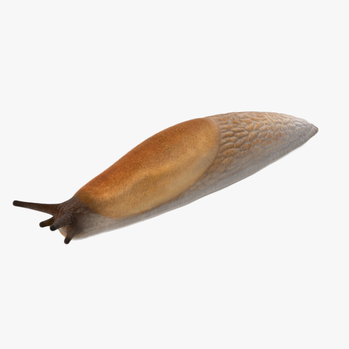 3D Spanish Slug Rigged for Modo model