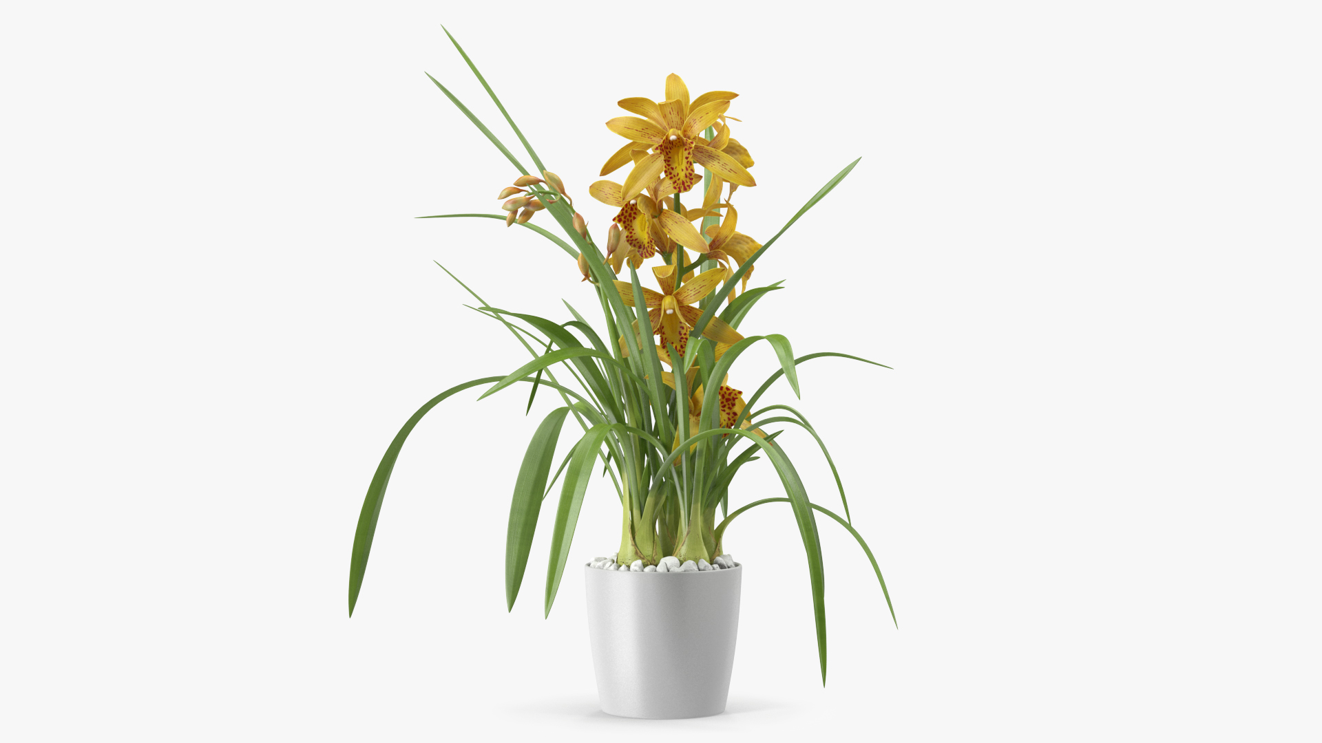 3D Yellow Orchid Flower Pot Fur model