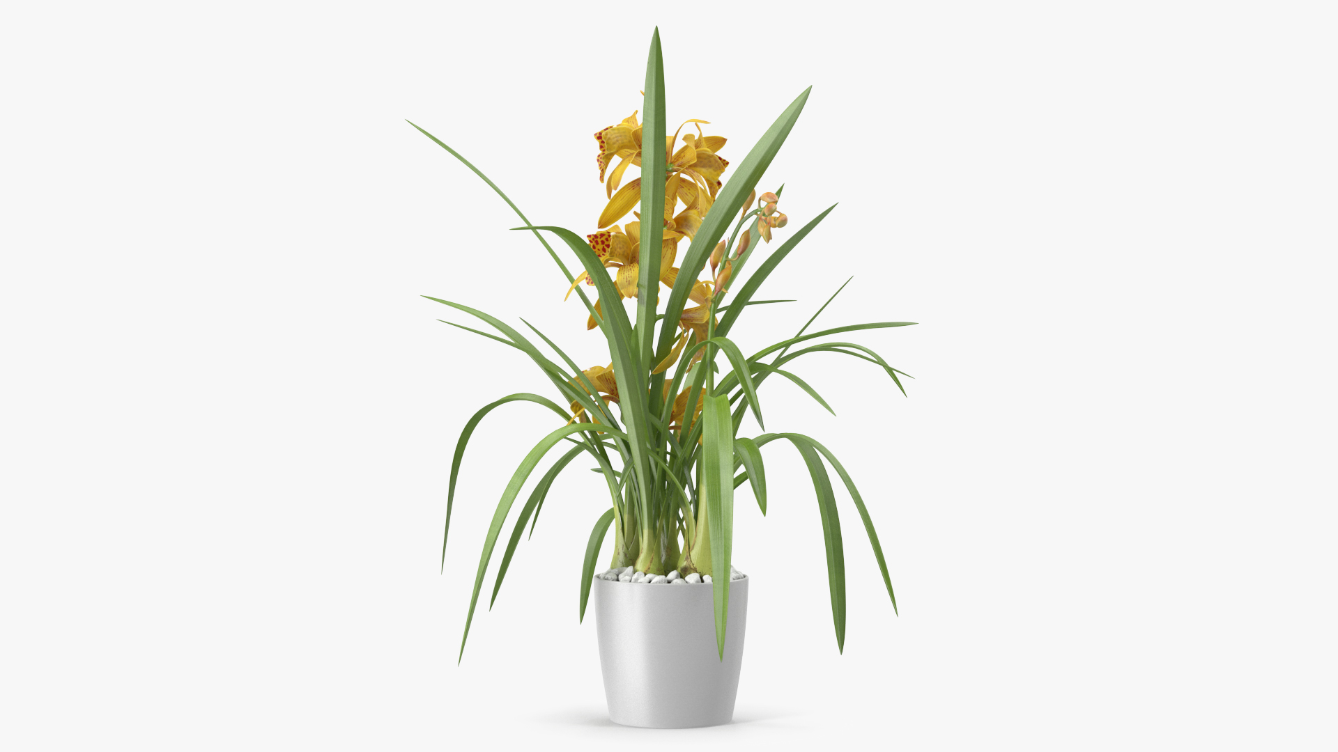 3D Yellow Orchid Flower Pot Fur model