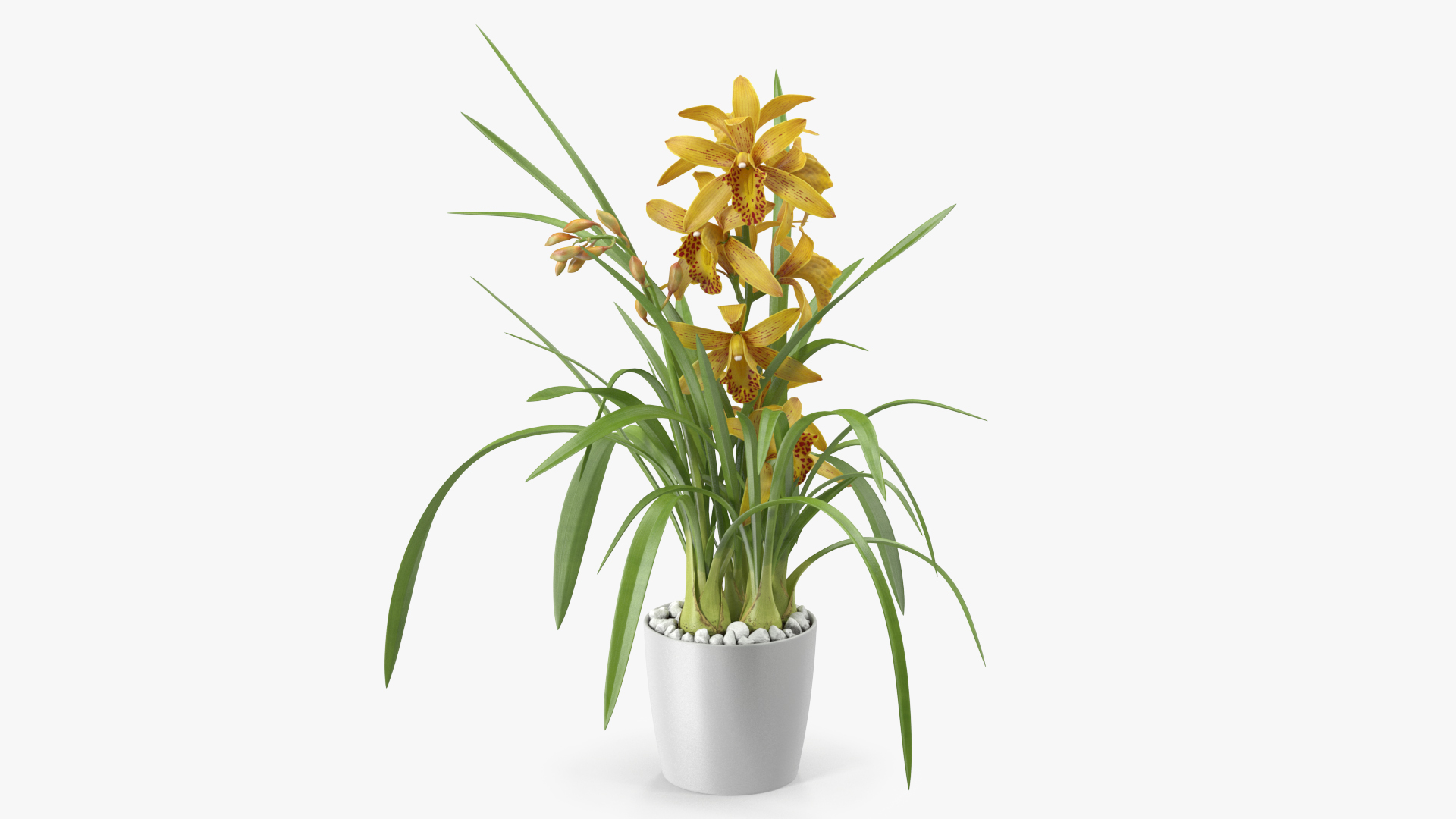 3D Yellow Orchid Flower Pot Fur model