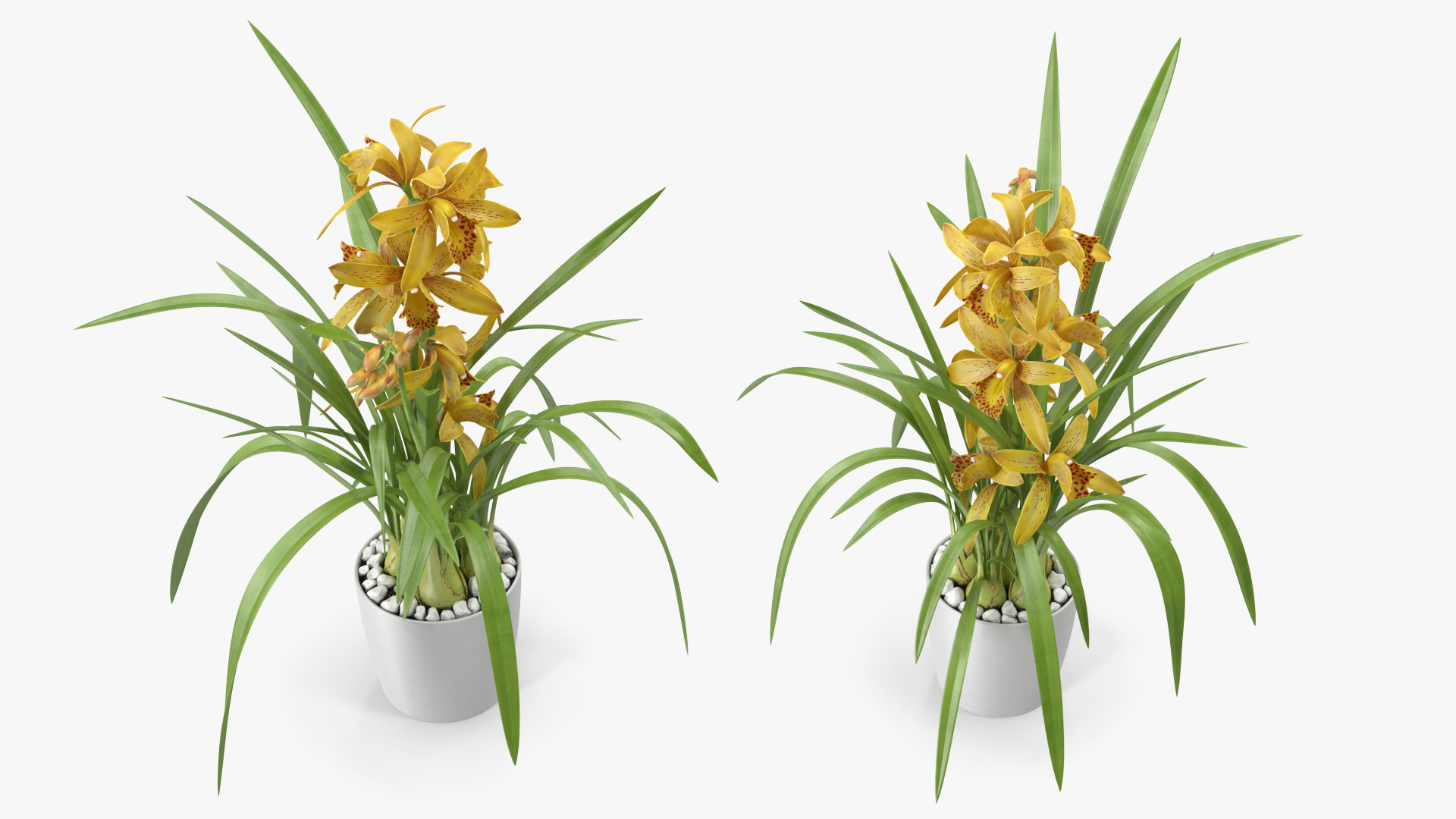 3D Yellow Orchid Flower Pot Fur model