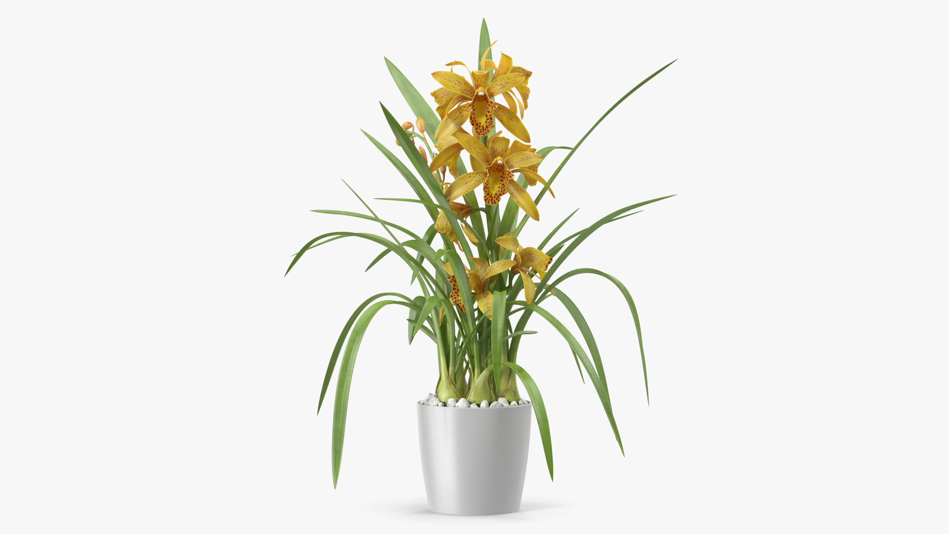 3D Yellow Orchid Flower Pot Fur model