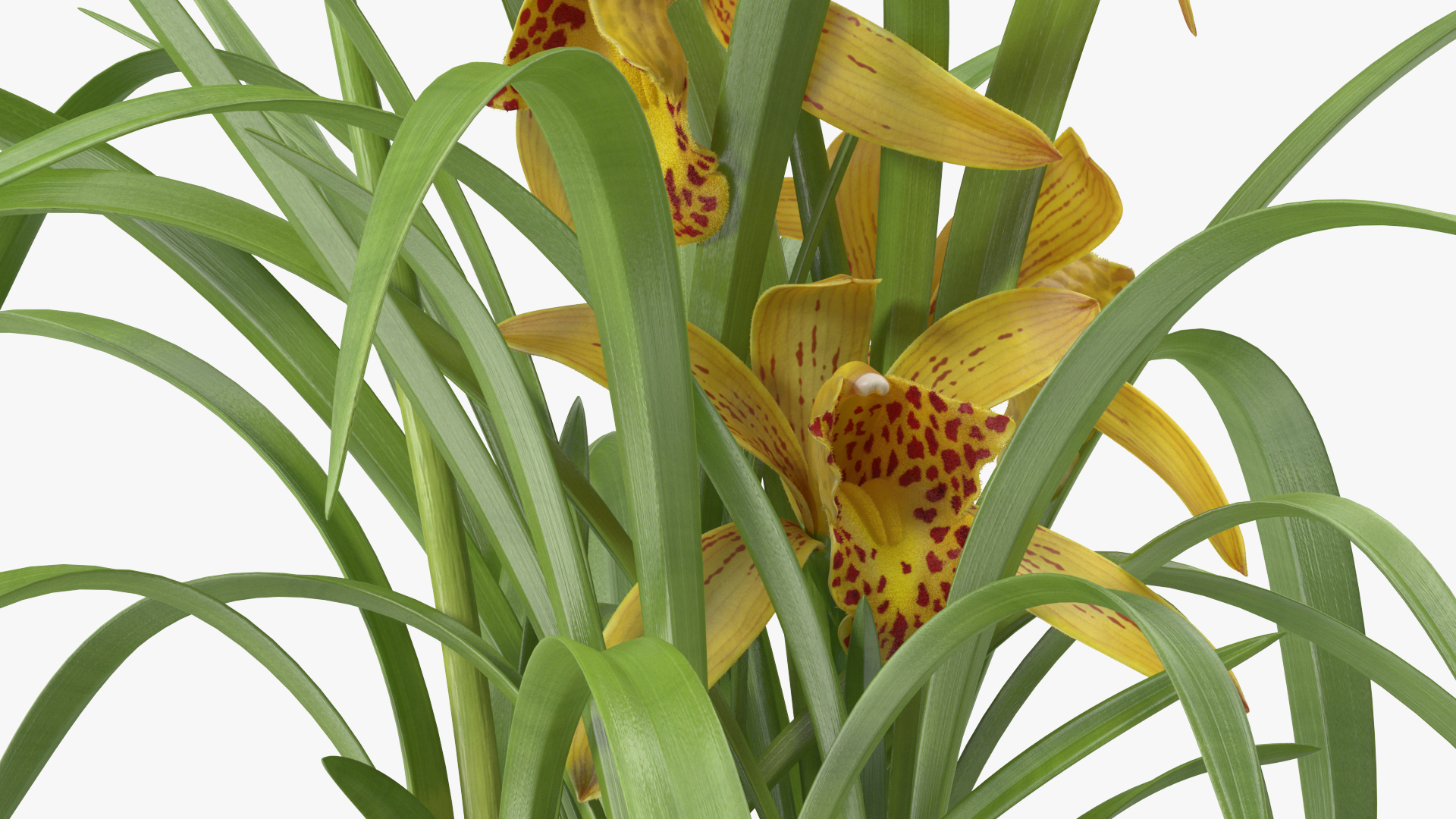 3D Yellow Orchid Flower Pot Fur model