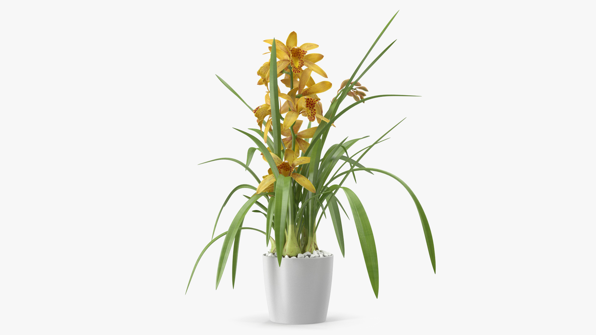 3D Yellow Orchid Flower Pot Fur model