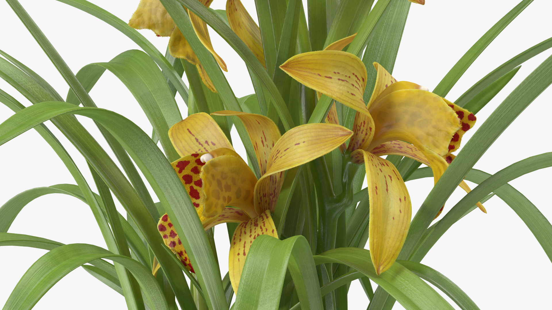 3D Yellow Orchid Flower Pot Fur model