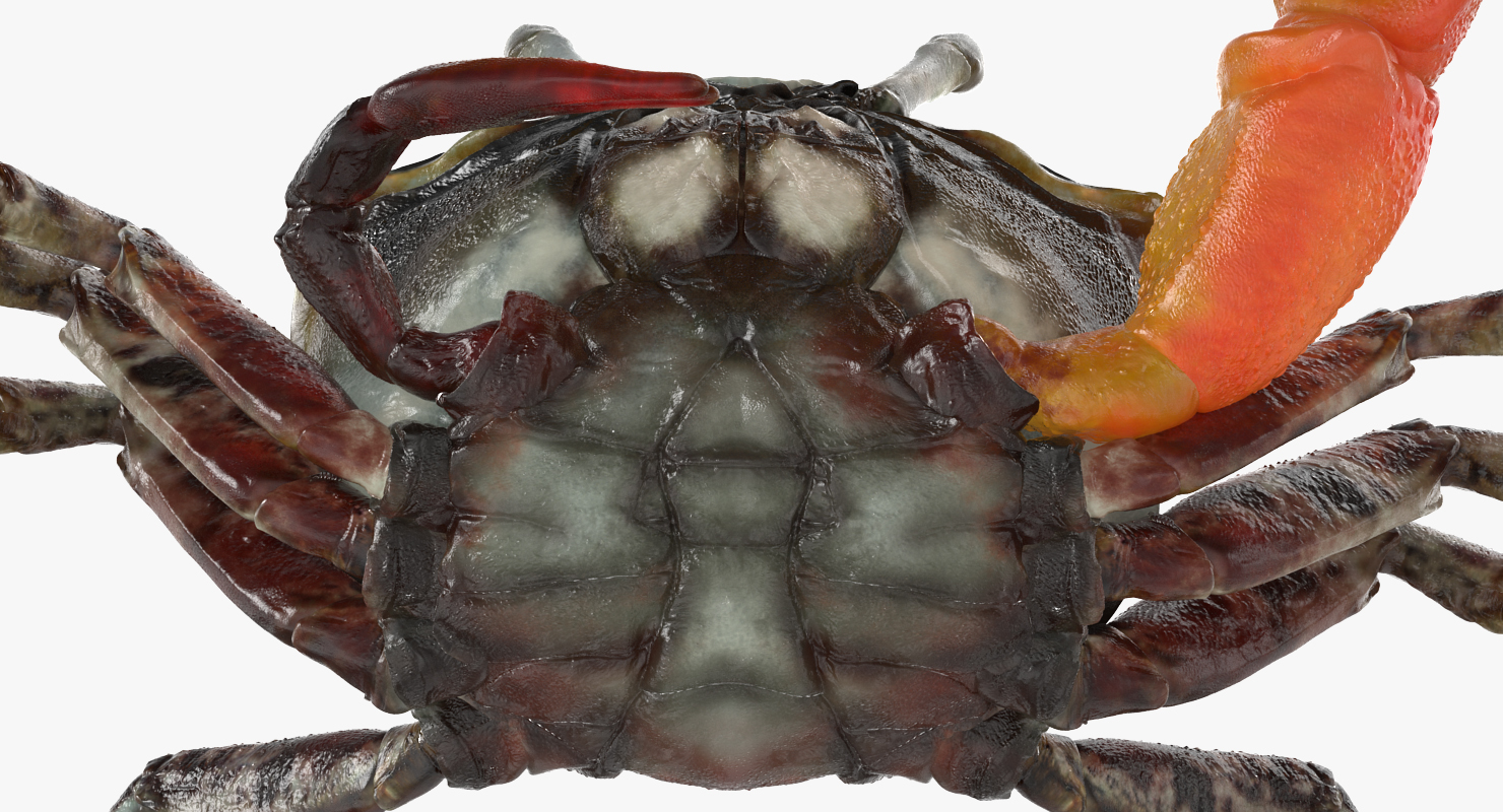 3D model Calling Crab Sitting Pose