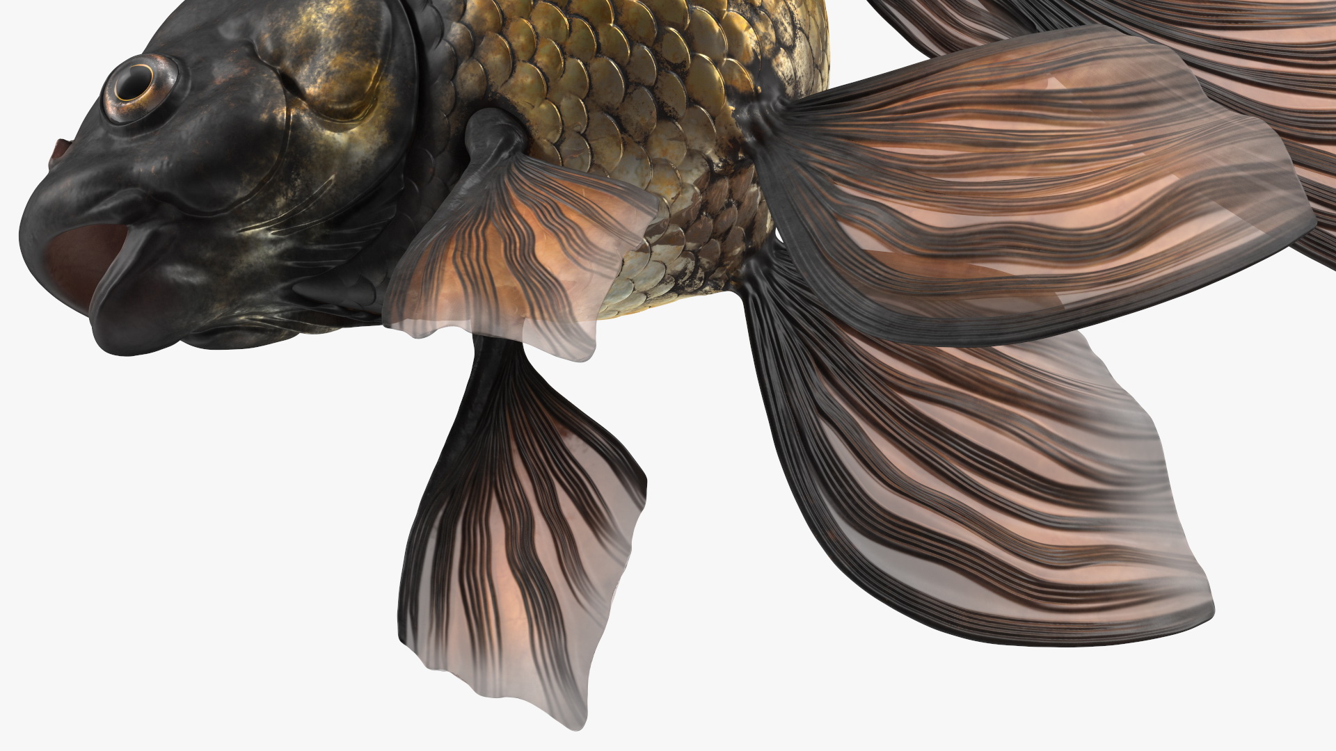 Black Moor Goldfish 3D model