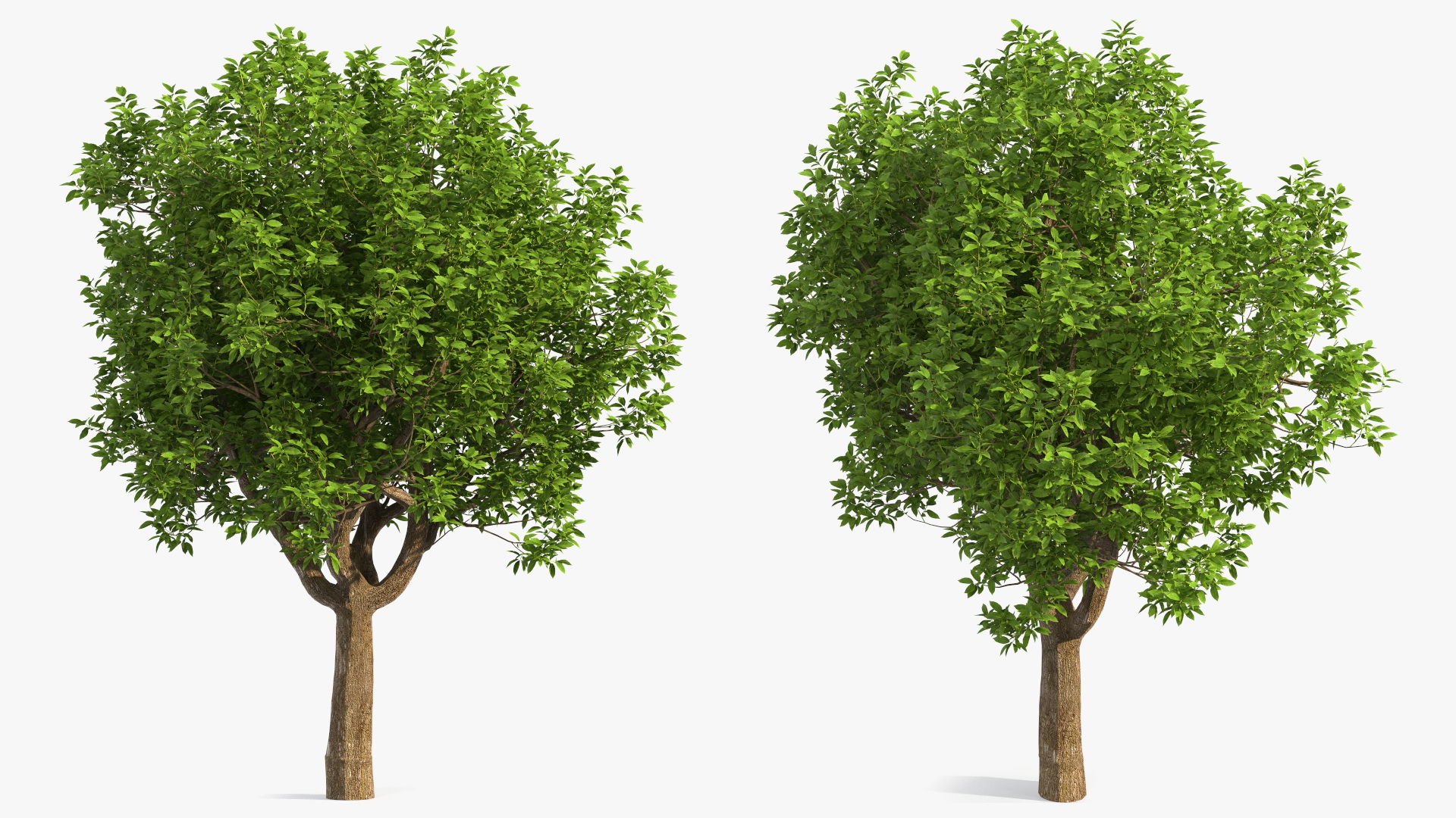 3D model Green Pistachio Tree