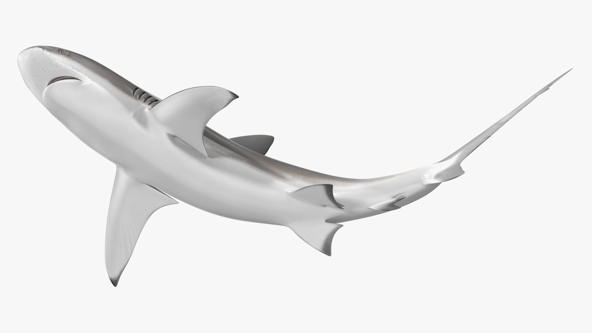 Carcharhinus Obscurus Shark 3D