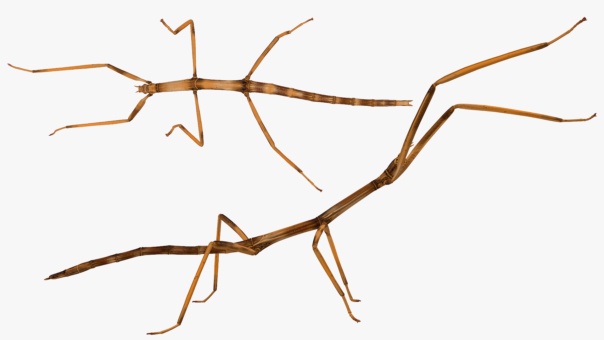 3D model Stick Insect Brown Attack Pose