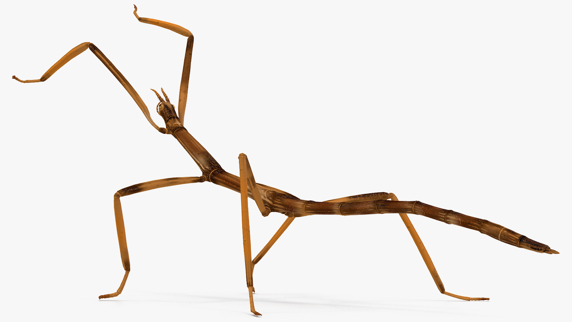 3D model Stick Insect Brown Attack Pose