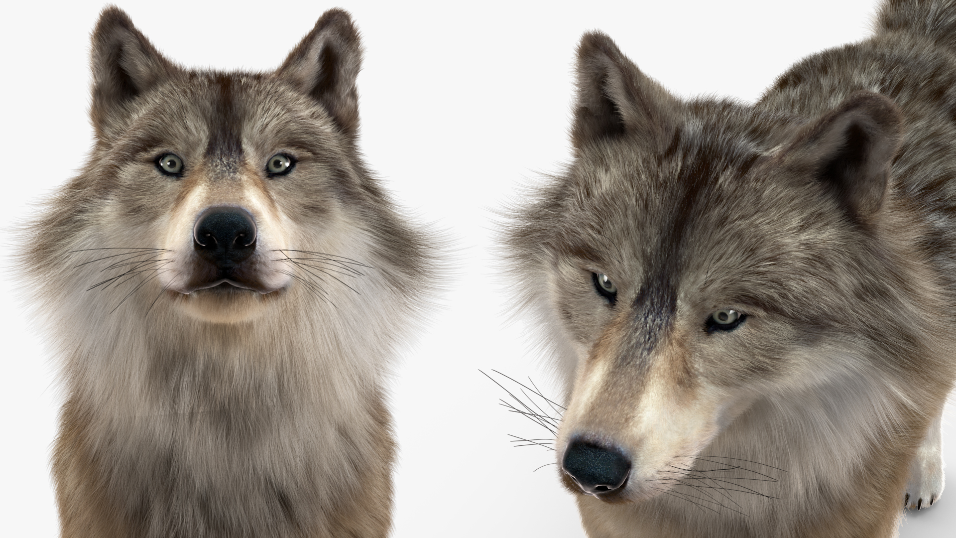 3D Grey Wolf Fur model