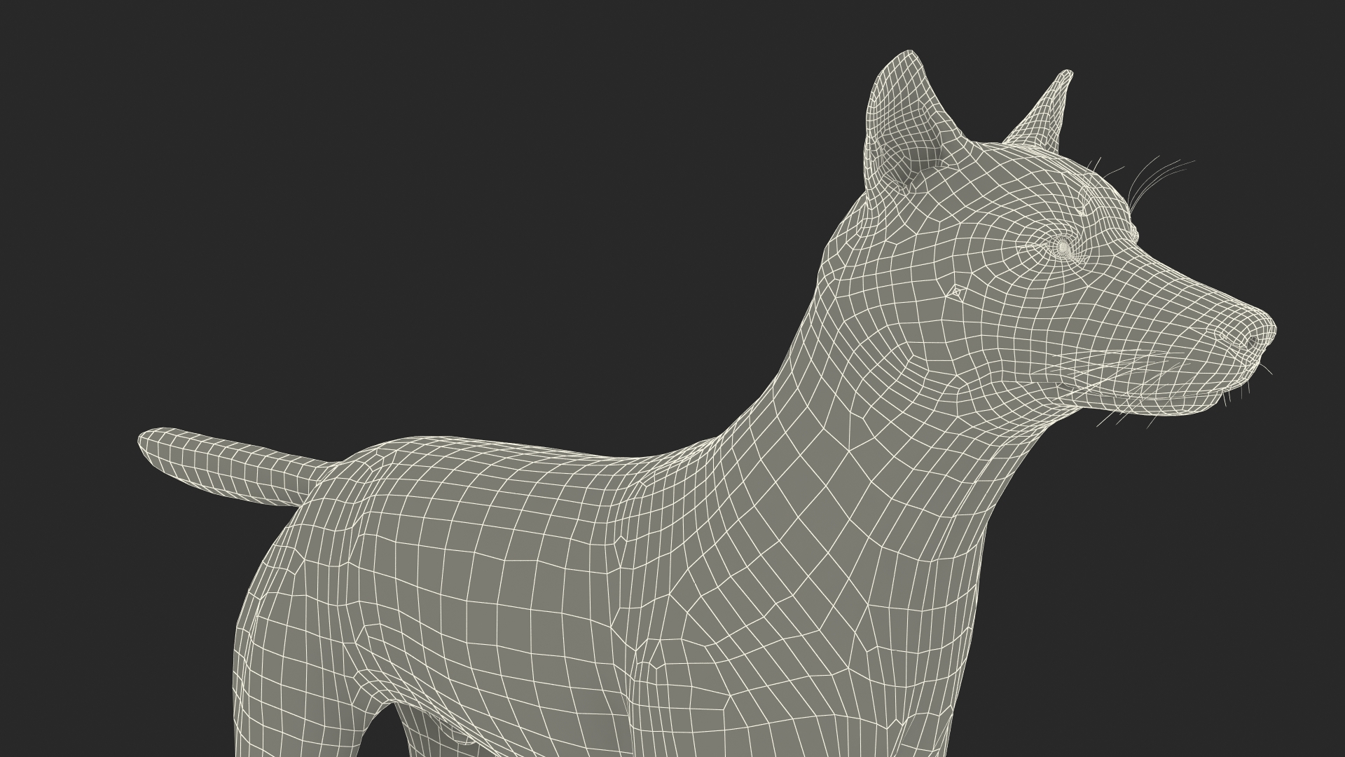 3D Grey Wolf Fur model