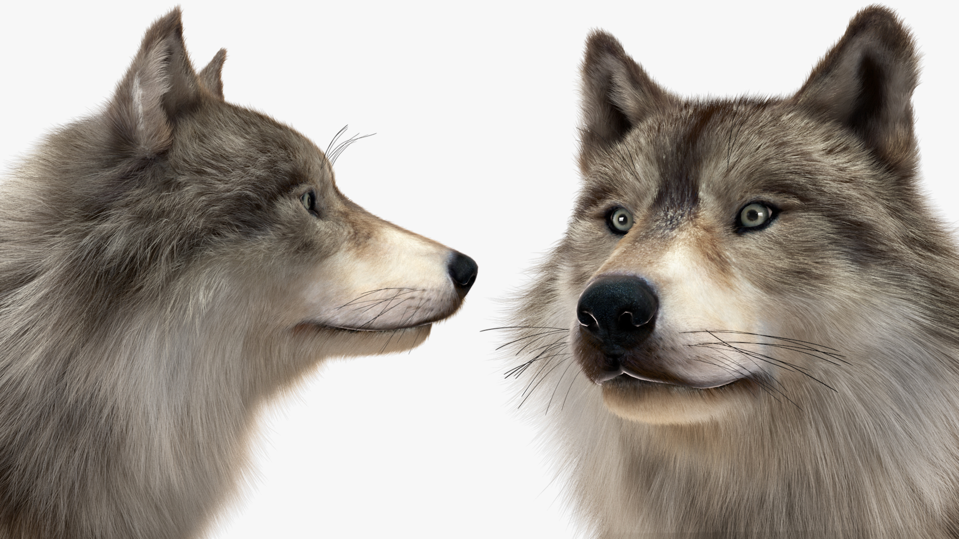 3D Grey Wolf Fur model