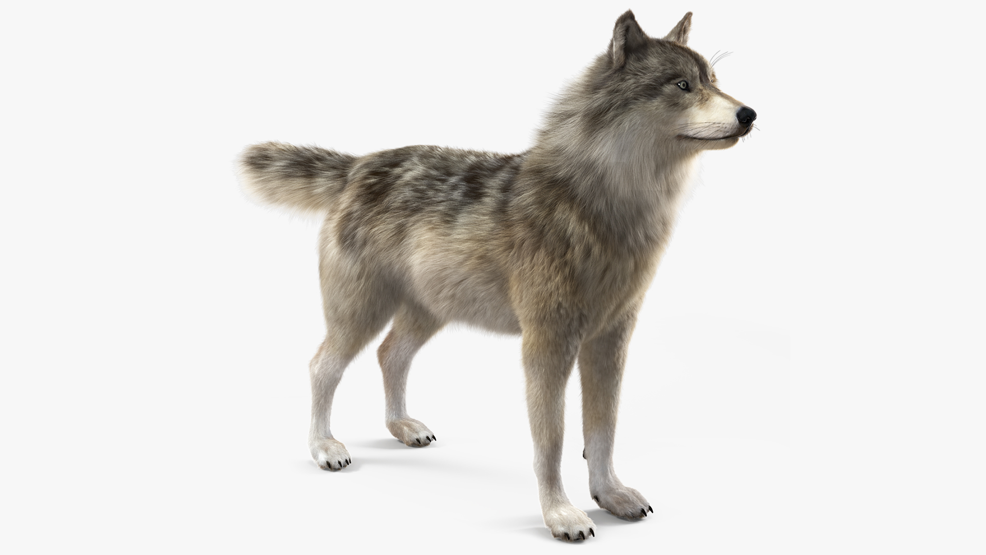 3D Grey Wolf Fur model