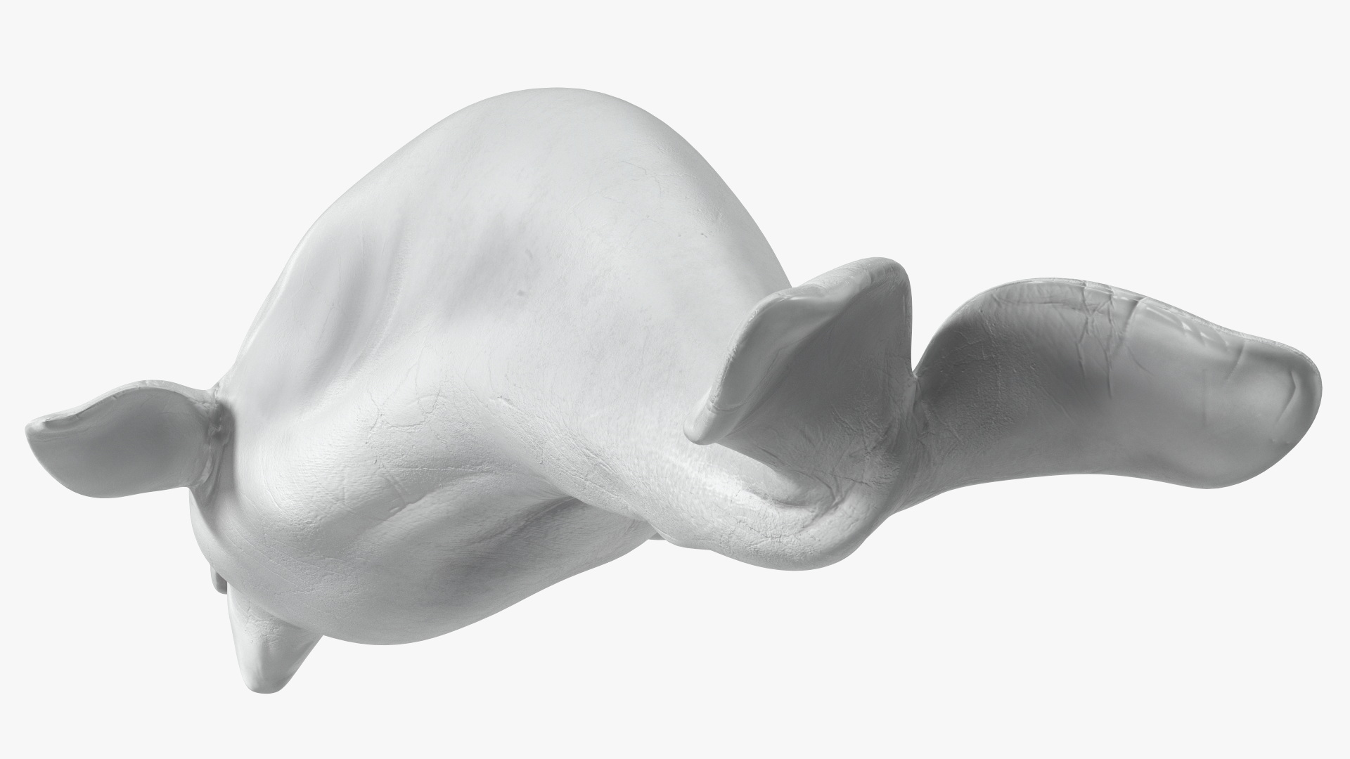 3D Beluga Whale Adult model